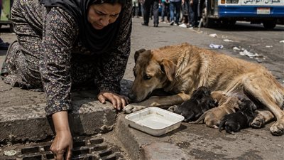 رحمة للحيوانات الضالة كاملة بقلم انجي الخطيب 